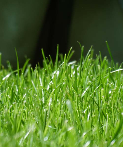 professional turf laying in Kendal and the South Lakes
