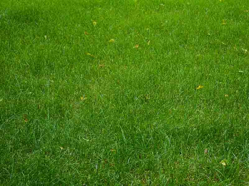 grass seeding and new lawn services in Kendal Cumbria