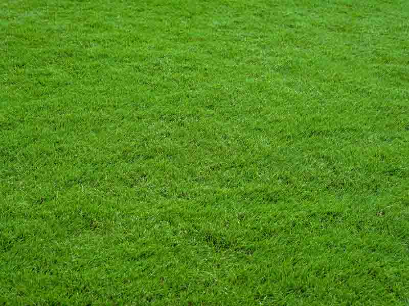 new turf lawn installation in a Lake District garden